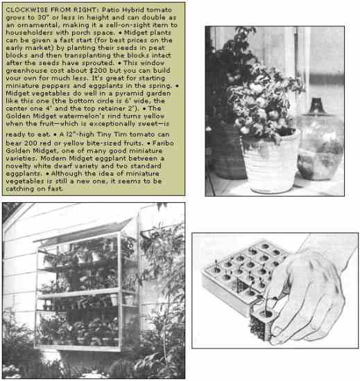 
Clockwise from upper right: A Patio Hybrid tomato plant; seeds growing in peat blocks as a starter medium for seeds; a window-sized greenhouse. 
